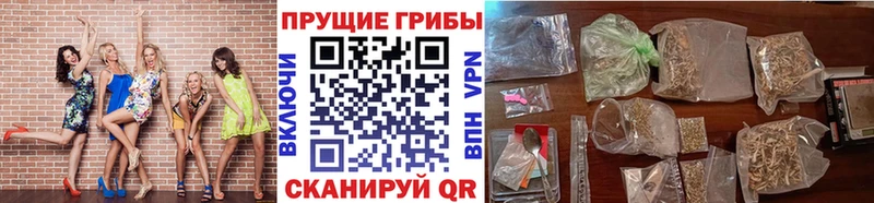 Псилоцибиновые грибы Psilocybe Сергач